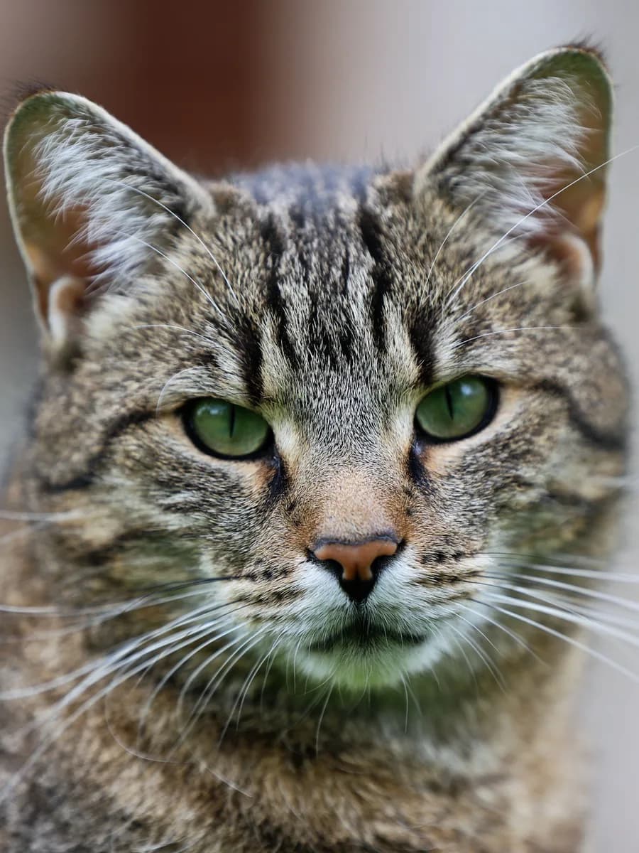 A tabby cat photographed head-on