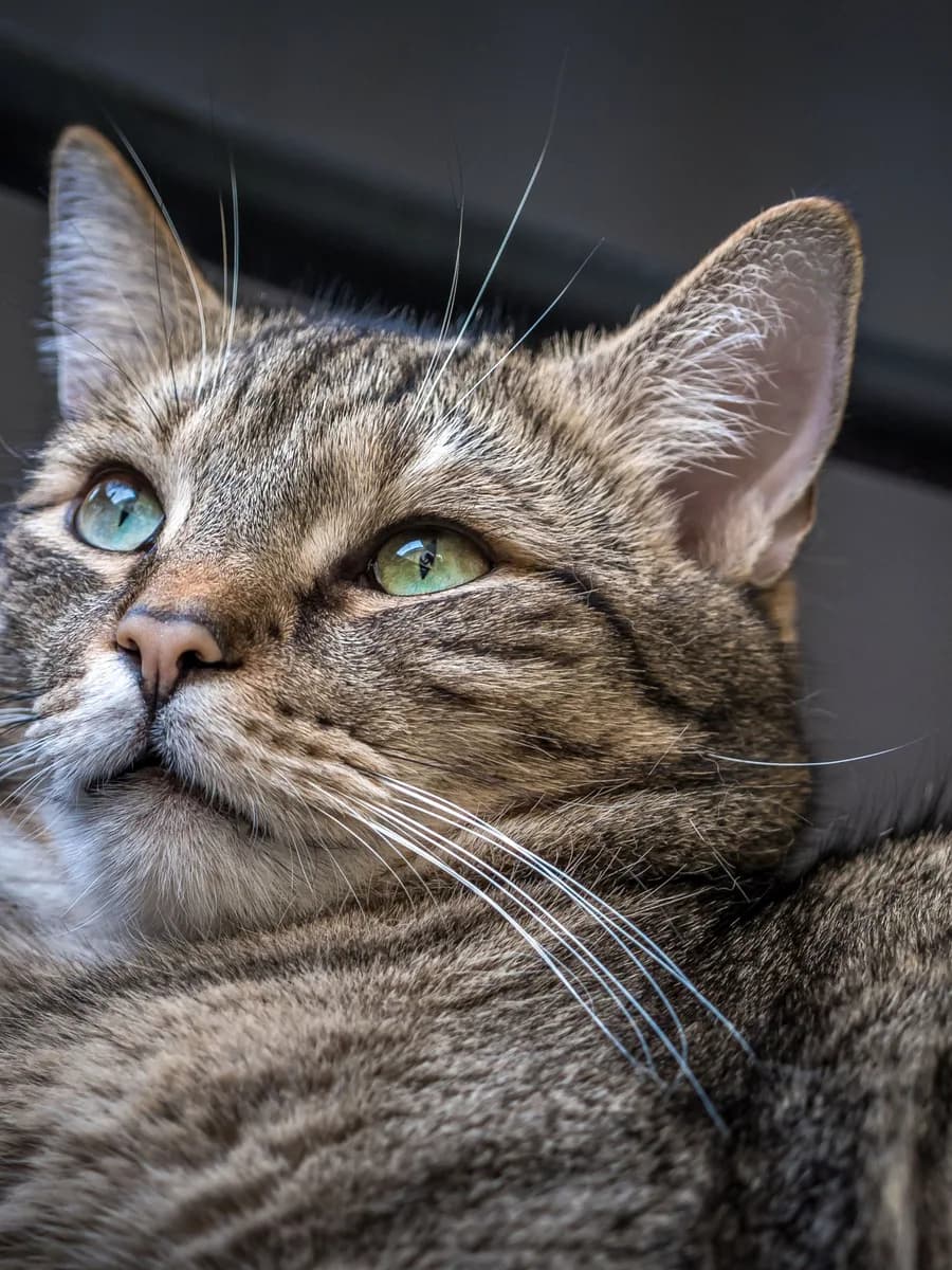 The same cat in profile from its left side