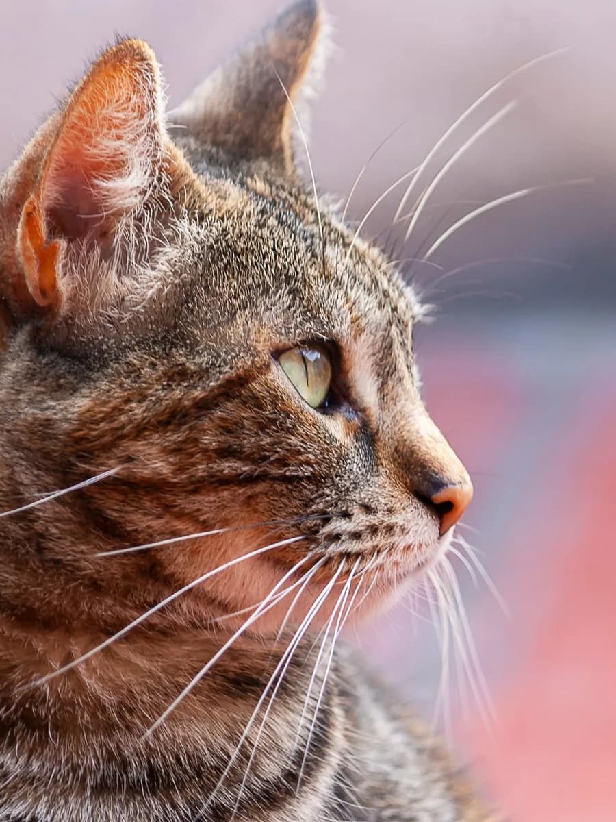 The same cat in profile from its right side